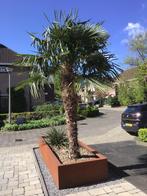 Palmboom, Volle zon, 250 tot 400 cm, Ophalen, Palmboom