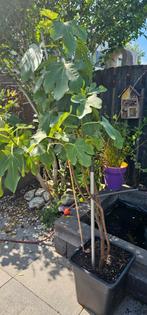 Vijgen boom, Tuin en Terras, Ophalen, In pot
