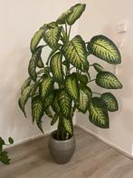 Plant, Ophalen of Verzenden
