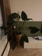 Philodendron Congo Imperial Green, Huis en Inrichting, Kamerplanten, Ophalen, 100 tot 150 cm, Overige soorten, Halfschaduw