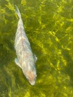 Koi 50 cm, Dieren en Toebehoren, Vissen | Vijvervissen, Karper of Koi