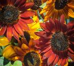 Zonnebloemen Mix Zaden (70 zaden)  Voor een vrolijke tuin, Verzenden, Voorjaar, Volle zon, Zaad