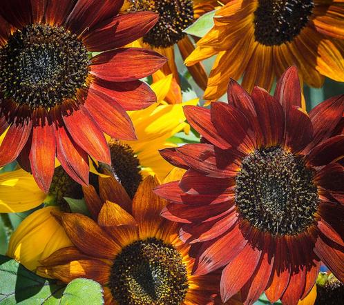 Zonnebloemen Mix Zaden (70 zaden)  Voor een vrolijke tuin, Tuin en Terras, Bloembollen en Zaden, Zaad, Voorjaar, Volle zon, Verzenden