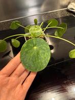 Pannenkoekenplant (Pilea peperomioides 'Mojito'), Minder dan 100 cm, Groene kamerplant, Groenteplant, Halfschaduw