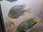 Vieja synspilum of Redhead Cichlid). , Vis