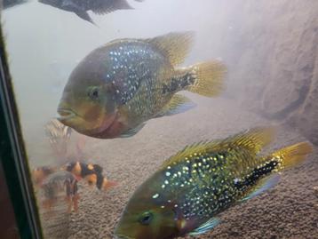 

Vieja synspilum of Redhead Cichlid).  beschikbaar voor biedingen
