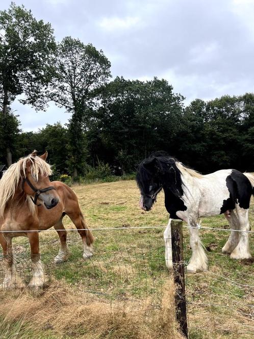 Trekpaard en Tinker, Dieren en Toebehoren, Paarden, Meerdere dieren, Zadelmak, 160 tot 165 cm, 3 tot 6 jaar, Recreatiepaard, Met stamboom