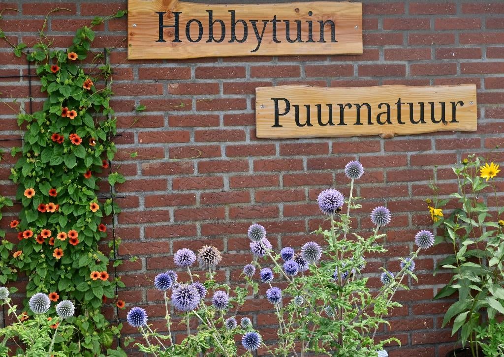 Zaden van de allermooiste bloemen en planten!, Tuin en Terras, Ophalen of Verzenden, Gehele jaar, Volle zon, Zaad
