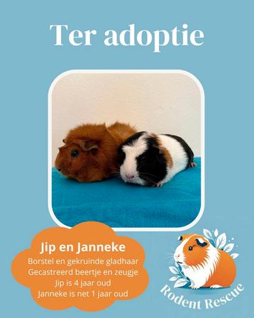 Gecastreerde beer en zeug cavia’s ter adoptie beschikbaar voor biedingen