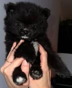 Lieve sociale pup, Dieren en Toebehoren, CDV (hondenziekte), 8 tot 15 weken, Eén hond, Nederland