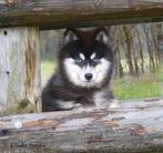 Mooie Pomsky Dekreu import, Dieren en Toebehoren, Fokker | Hobbymatig, Reu, CDV (hondenziekte), Buitenland