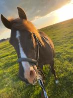 Lieve pony te koop!, Dieren en Toebehoren, Ophalen of Verzenden, Recreatie