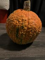 Biologische Pompoen 6.5kg, Volle zon, Groenteplanten, Eenjarig, Ophalen of Verzenden