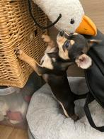 Chihuahua, jongetje, ongeveer 5 manden oud, Dieren en Toebehoren, Honden | Chihuahua's en Gezelschapshonden, 8 tot 15 weken, CDV (hondenziekte)
