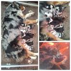 Mooi nestje Australian Shepherd pups., Dieren en Toebehoren, 8 tot 15 weken, Meerdere, Meerdere dieren, Herder