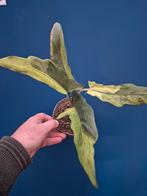 Alocasia Lauterbachiana Variegata p12 (3), Ophalen of Verzenden, Halfschaduw, Minder dan 100 cm