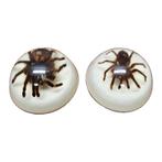Vintage opgezette vogelspinnen in epoxy USA, Ophalen of Verzenden, Zo goed als nieuw, Insect, Opgezet dier