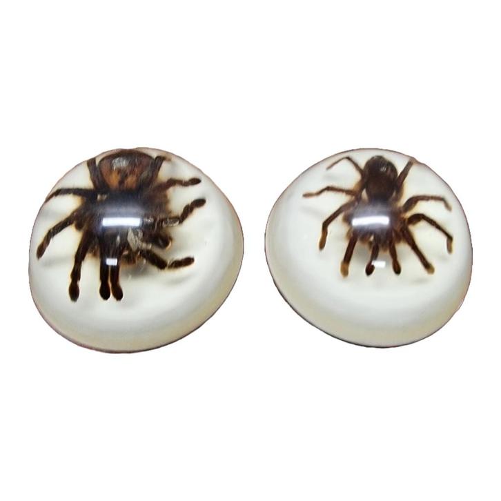 Vintage opgezette vogelspinnen in epoxy USA, Verzamelen, Dierenverzamelingen, Zo goed als nieuw, Opgezet dier, Insect, Ophalen of Verzenden