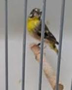 Citroenborst edelzanger man, Dieren en Toebehoren, Mannelijk, Tropenvogel, Geringd