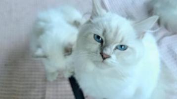 Hypoallergene Siberische Neva Masquerade kittens beschikbaar voor biedingen