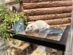 Super lieve tamme ratten ( man) geen groothandel, Dieren en Toebehoren, Knaagdieren, Rat, Mannelijk, Juli, Tam