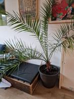 Palm met pot. Dadelpalm 190cm, Huis en Inrichting, Kamerplanten, Ophalen, 150 tot 200 cm