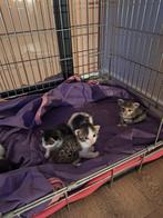 Leuke lieve kittens., Dieren en Toebehoren, Katten en Kittens | Overige Katten, Meerdere dieren