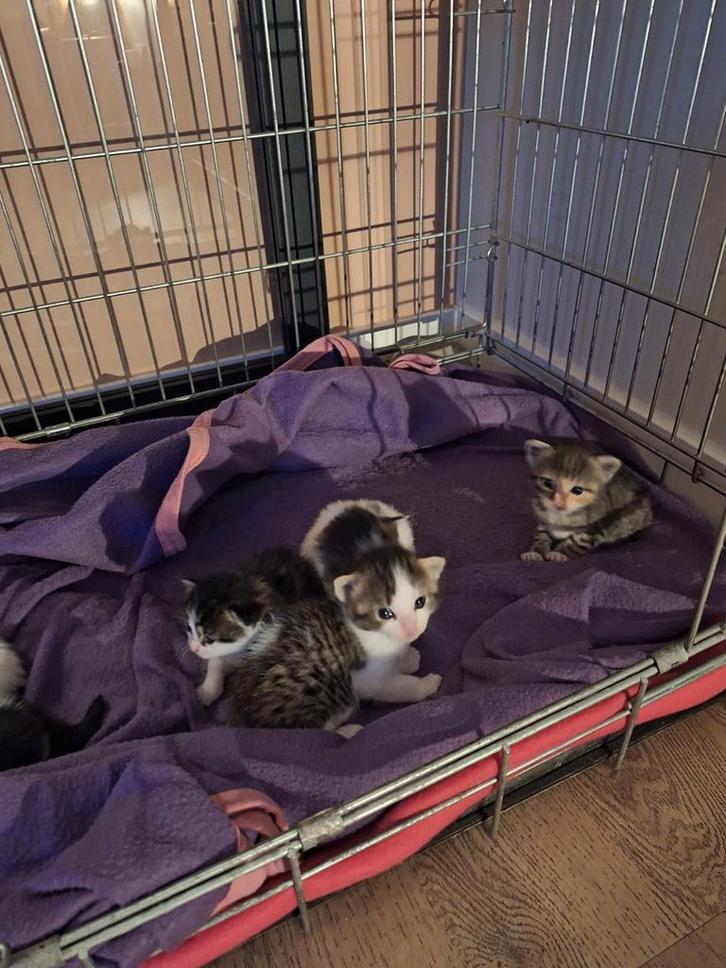 Leuke lieve kittens., Dieren en Toebehoren, Katten en Kittens | Overige Katten, Meerdere dieren