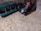 Barnevelder zilvergezoomd kippen, Kip, Meerdere dieren
