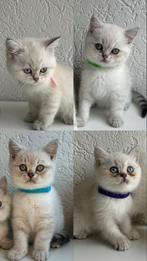 Britse Korthaar Kittens, Dieren en Toebehoren, Katten en Kittens | Raskatten | Korthaar, Meerdere dieren, Ontwormd