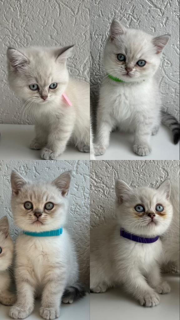 Britse Korthaar Kittens nog 2 beschikbaar!, Dieren en Toebehoren, Katten en Kittens | Raskatten | Korthaar, Meerdere dieren, Ontwormd