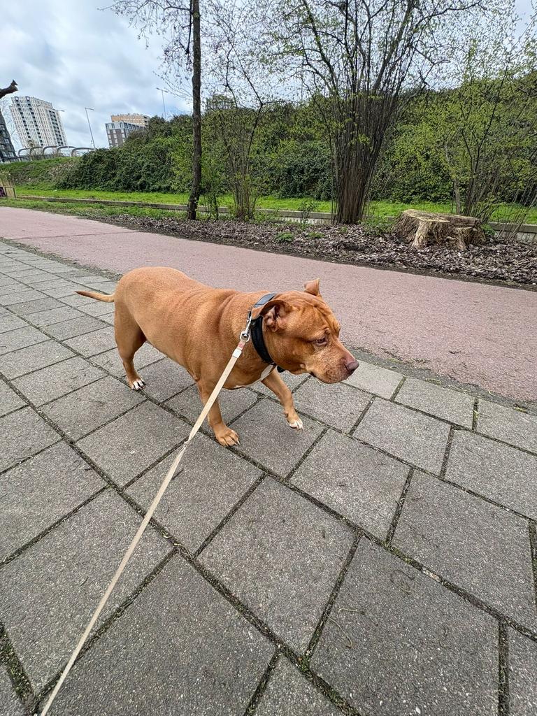 Red nose mix amerikaanse stafford, 6 jaar of ouder, Overige rassen, CDV (hondenziekte), Teef