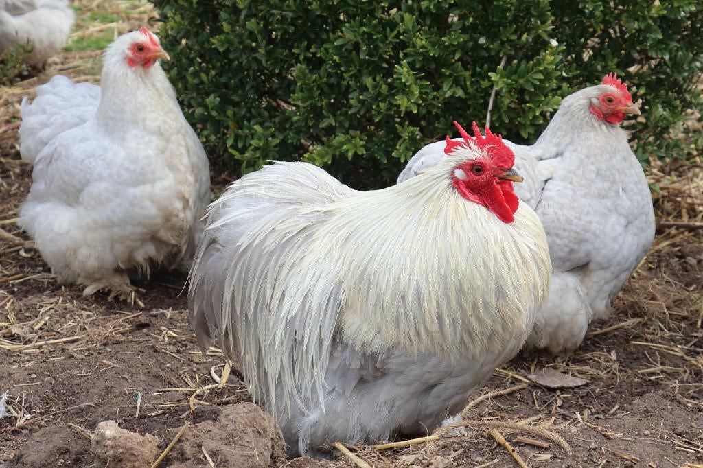 broedeieren cochin parelgrijs, Dieren en Toebehoren, Geslacht onbekend, Kip