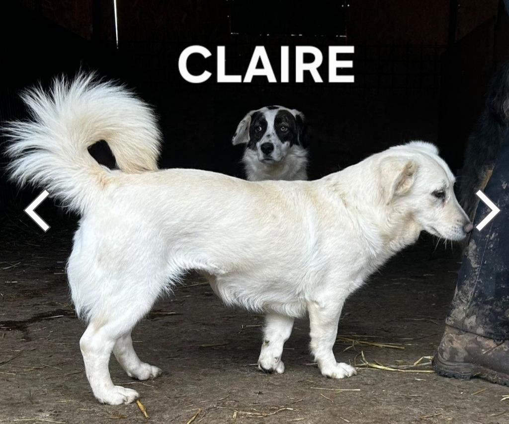Claire zoekt baasje, Dieren en Toebehoren, Honden | Chihuahua's en Gezelschapshonden, Particulier, Overige rassen, 1 tot 2 jaar