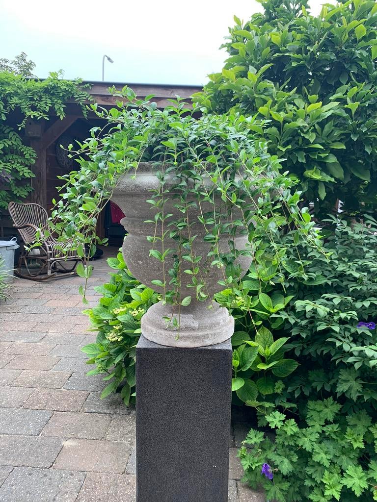 Brocante Tuinvaas, Tuin en Terras, Planten | Bomen, Overige soorten, 100 tot 250 cm, Bloeit niet, Ophalen