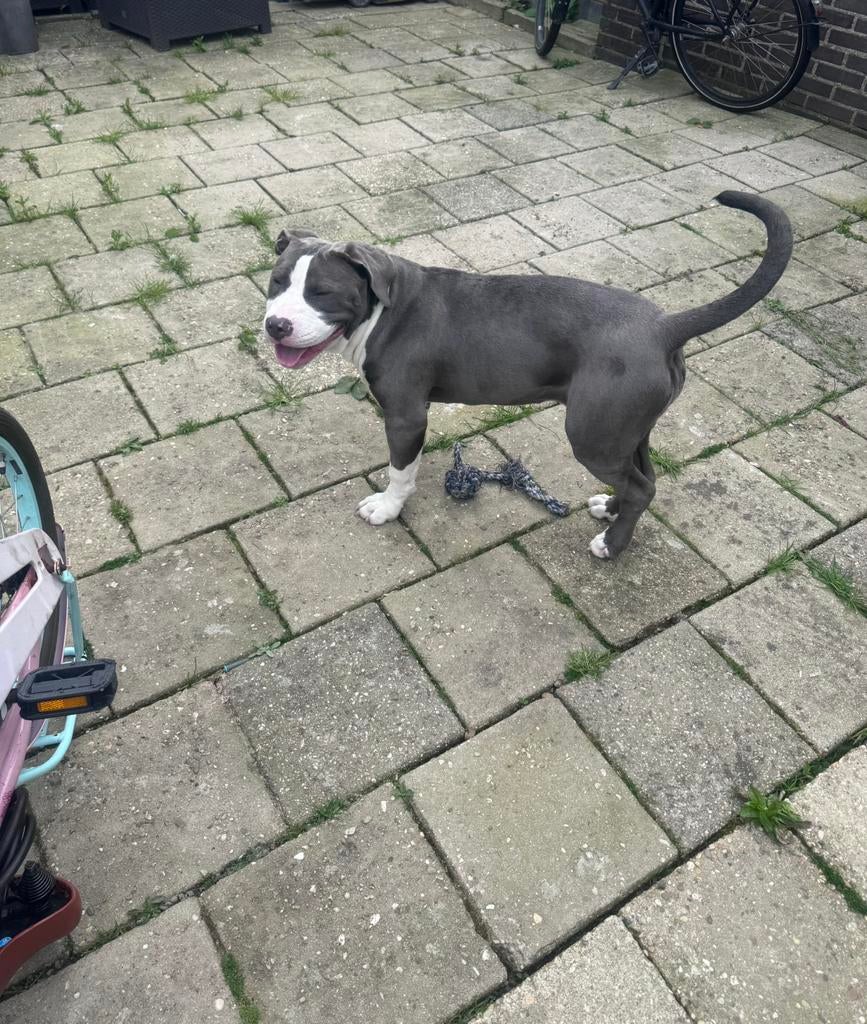 american bully, HCC (leverziekte), 15 weken tot 1 jaar, Teef, Bulldog