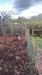 Lakenvelder haan, Dieren en Toebehoren, Mannelijk, Kip