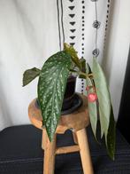 Begonia Maculata / Stippenbegonia, Huis en Inrichting, Kamerplanten, Ophalen, Halfschaduw, Minder dan 100 cm