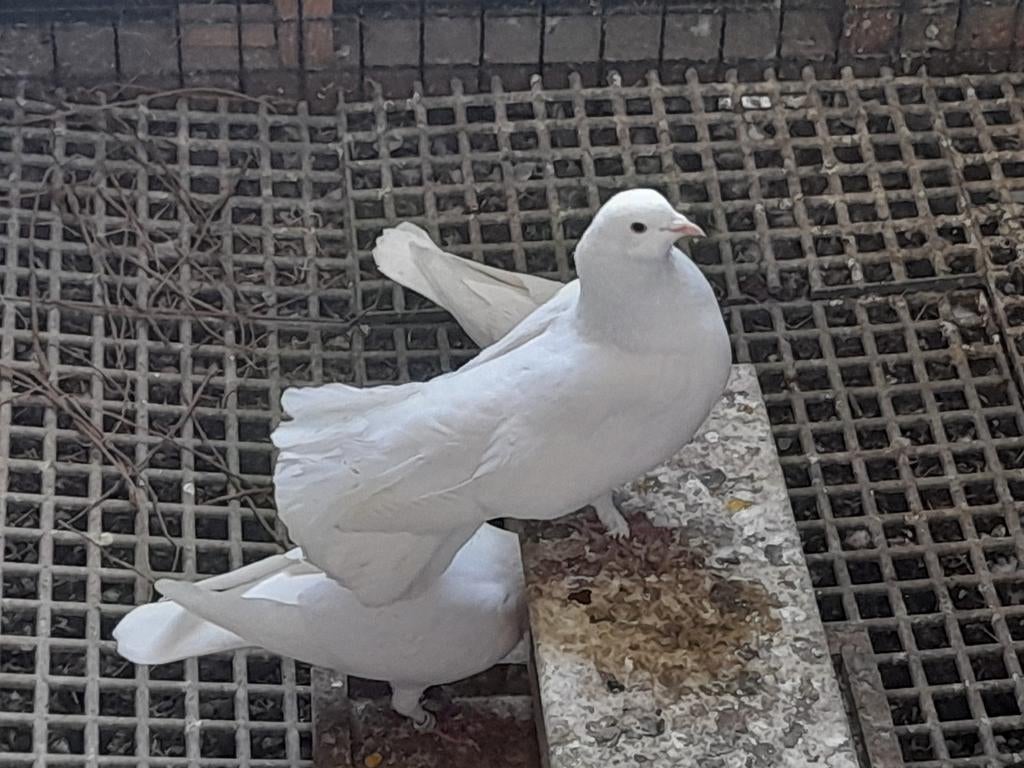 Pauwstaart doffer, Dieren en Toebehoren, Mannelijk, Overige soorten