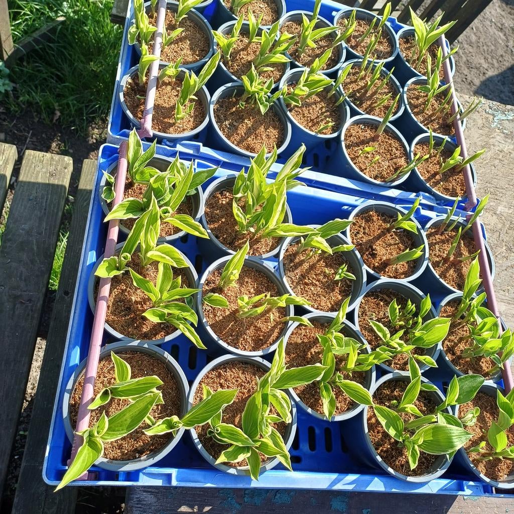 66 potten Hosta's (potmaat 12 cm), Tuin en Terras, Planten | Tuinplanten, Ophalen, Overige soorten, Halfschaduw