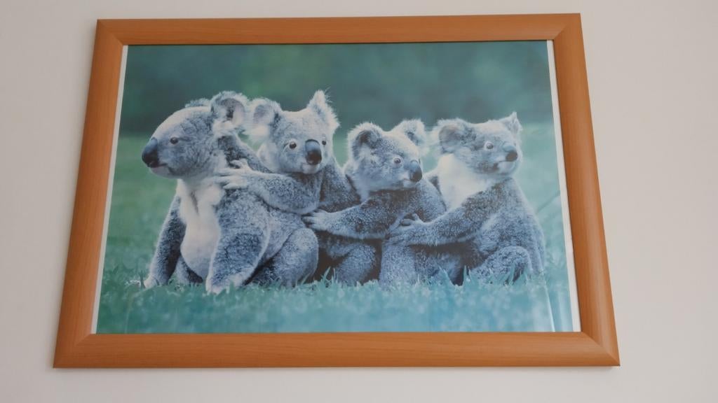 Wissellijst 70 x 100 cm met schattige koala's poster, Ophalen, Zo goed als nieuw, 75 tot 100 cm, 75 cm of meer