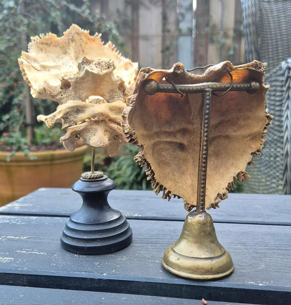 Antieke anatomische dierlijke preparaten (2 stuks), Ophalen of Verzenden, Gebruikt, Beeldje of Figuurtje