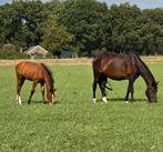 Te koop Draagmerrie, Dieren en Toebehoren, Stalling en Weidegang