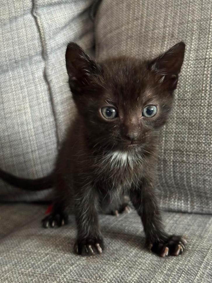 4 kittens, Dieren en Toebehoren, Katten en Kittens | Raskatten | Korthaar, Meerdere dieren, 0 tot 2 jaar, Ontwormd