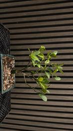 Bonsai Citrus, Ophalen, Zo goed als nieuw