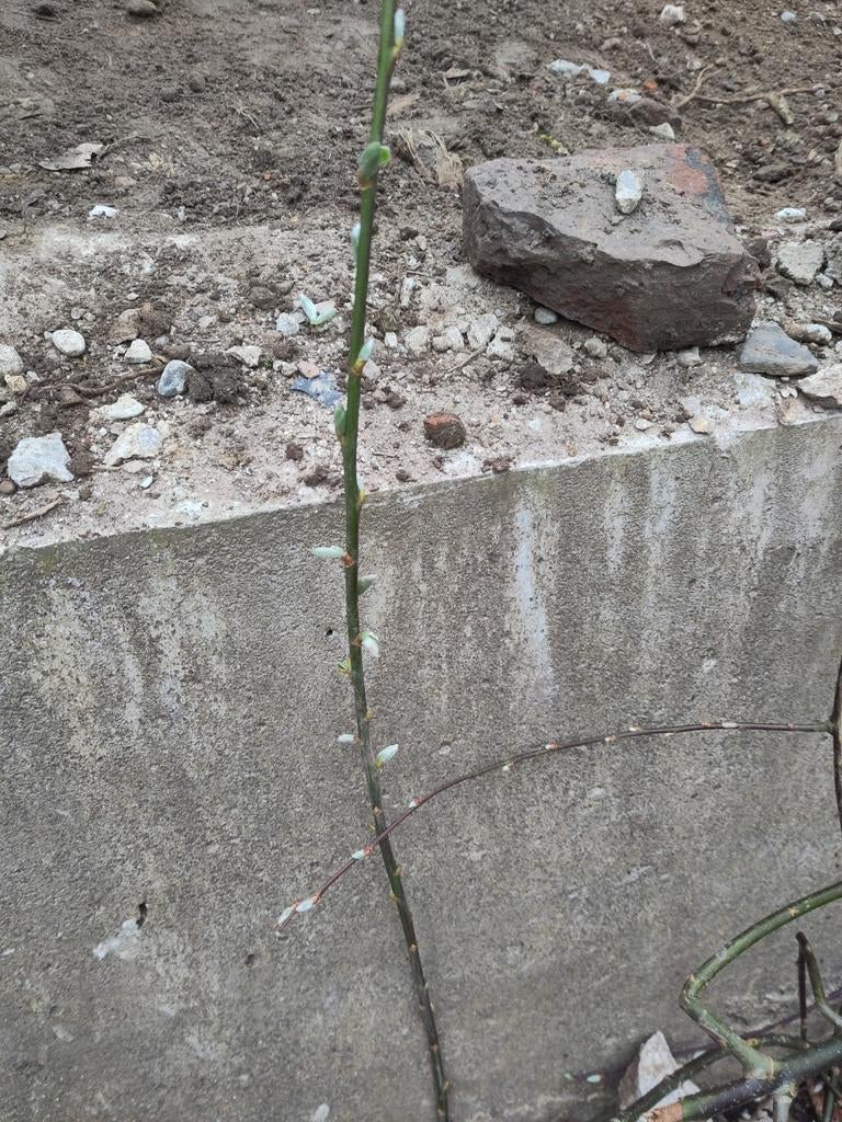 Vers gesnoeide wilgentakken gratis, Ophalen, Overige soorten, Volle zon