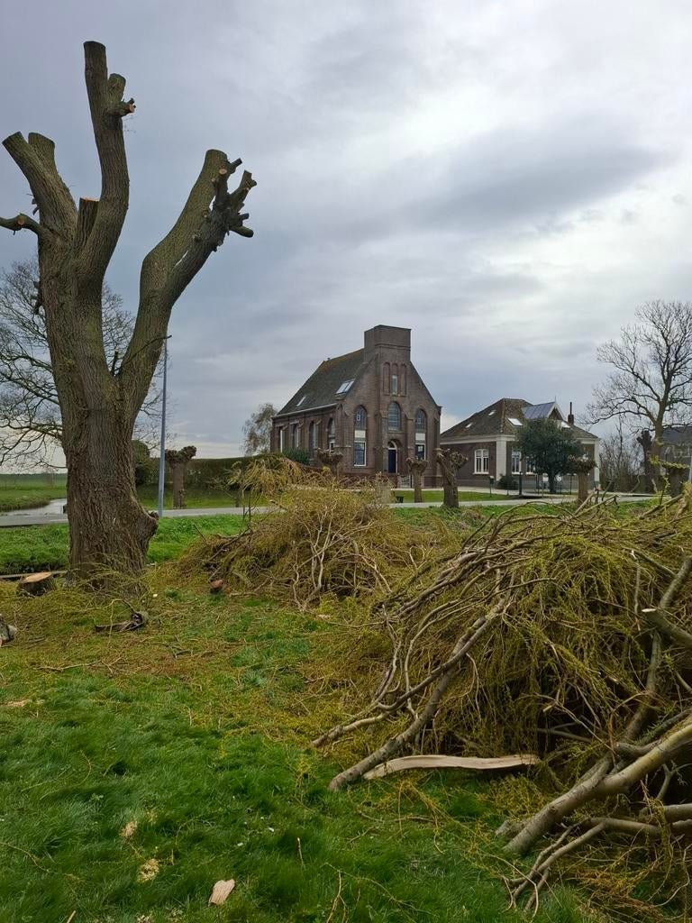 Gratis brandhout af te halen, Ophalen, Halfschaduw, Overige soorten, 100 tot 250 cm