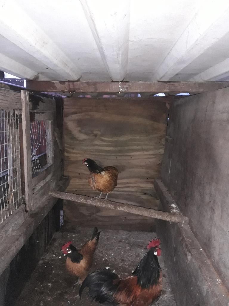 Broedeieren Vorwerk, Geslacht onbekend, Kip