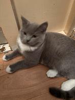 kitten (man), Dieren en Toebehoren, Katten en Kittens | Raskatten | Korthaar, Kater, 0 tot 2 jaar