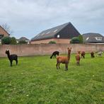 Alpaca.s te koop, Januari, Meerdere dieren